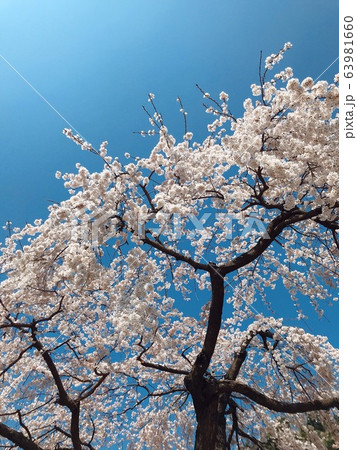 ソウル 桜 ワールドカップ競技場 63981660
