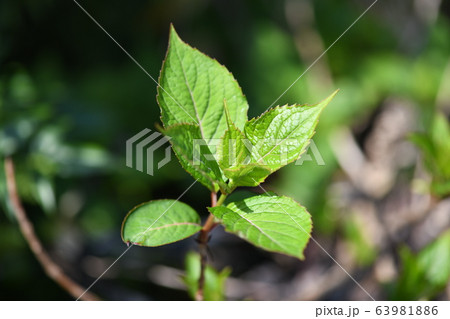 甘茶の若葉 甘茶の若葉 63981886