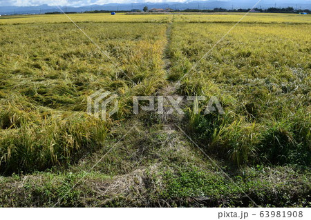 風水害で倒れた稲穂 63981908