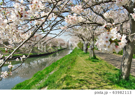 海老川沿いの桜 海老川沿いの桜 63982113