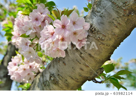 海老川沿いの桜 63982114