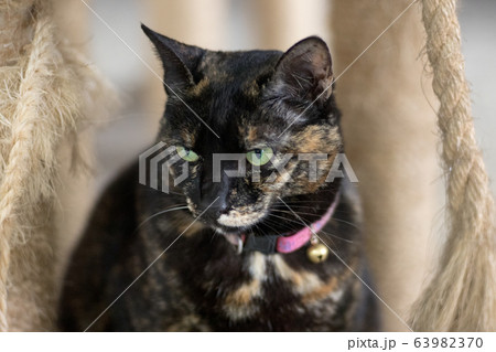 猫 ねこ ネコ 63982370