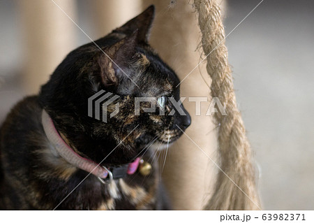 猫 ねこ ネコ 63982371