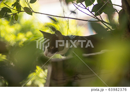 猫 ねこ ネコ 63982376