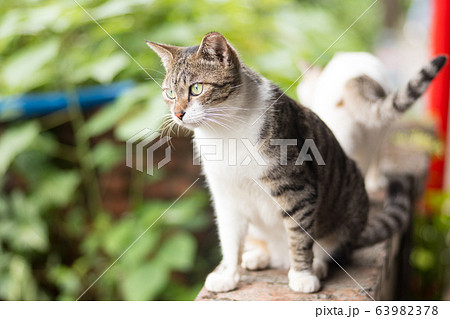 猫 ねこ ネコ 63982378