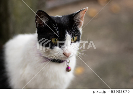 猫 ねこ ネコ 63982379