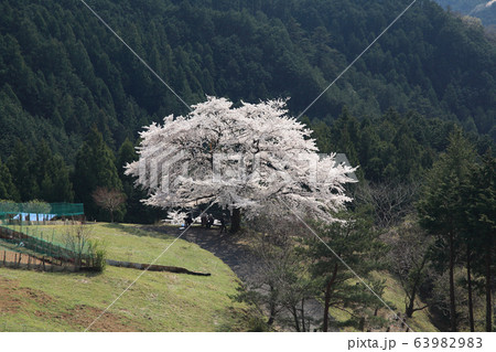 八徳の1本桜 八徳の1本桜 63982983