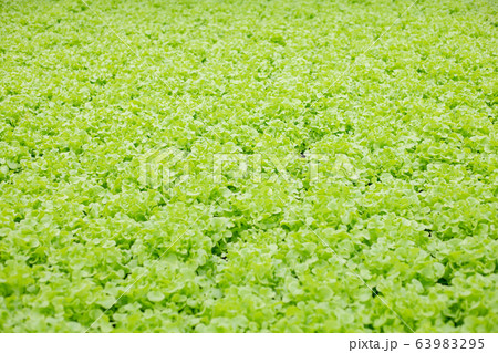Hydroponic of lettuce farm growing in greenhouse. Hydroponic of lettuce farm growing in greenhouse. 63983295