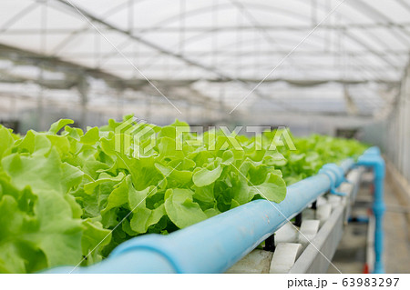 Hydroponic of lettuce farm growing in greenhouse. Hydroponic of lettuce farm growing in greenhouse. 63983297