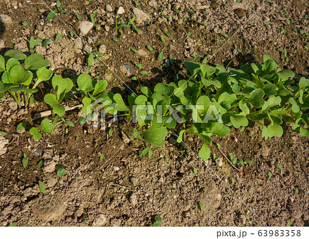 チンゲンサイのの栽培 63983358