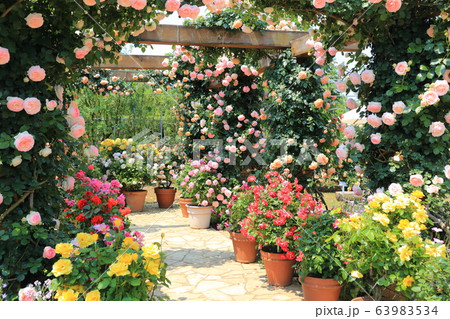 薔薇・足利フラワーパーク【栃木県足利市】 薔薇・足利フラワーパーク【栃木県足利市】 63983534
