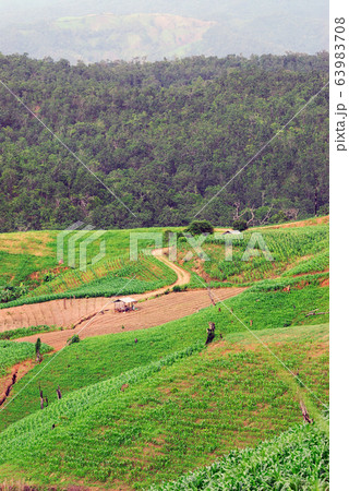 Terrace rice fields Mae Chaem, Chiang Mai, Terrace rice fields Mae Chaem, Chiang Mai, 63983708