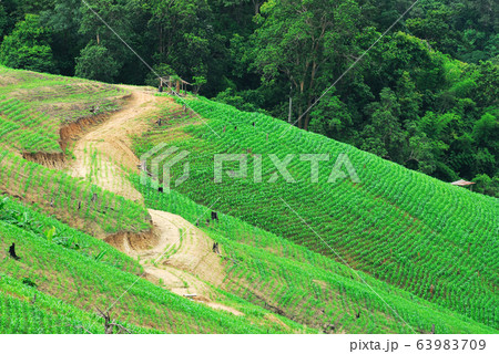 Terrace rice fields Mae Chaem, Chiang Mai, Terrace rice fields Mae Chaem, Chiang Mai, 63983709