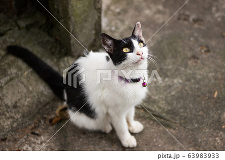 猫 ねこ ネコ 63983933