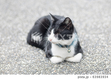 猫 ねこ ネコ 63983934
