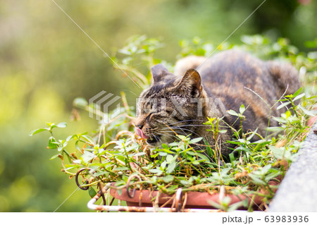 猫 ねこ ネコ 63983936