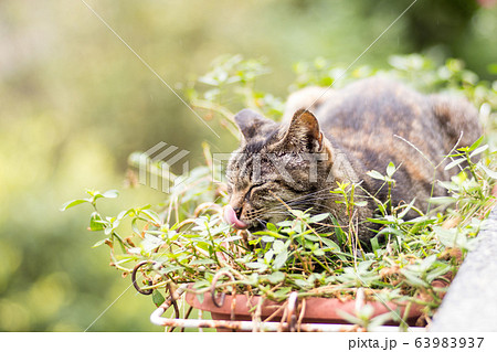 猫 ねこ ネコ 63983937