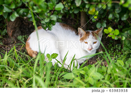 猫 ねこ ネコ 63983938