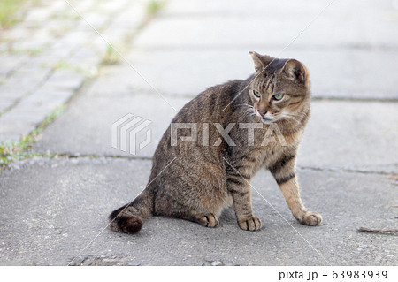 猫 ねこ ネコ 63983939