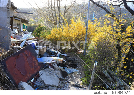 路地 春の花 レンギョウ 63984024