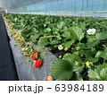 温室で栽培されているイチゴ 63984189