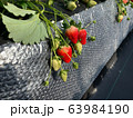 ビニールハウスで栽培されているイチゴ 63984190