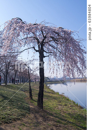 風景 木 桜 63984804