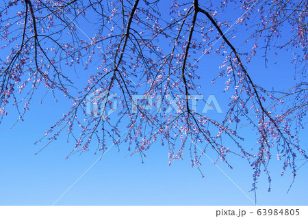 屋外 室外 自然 63984805