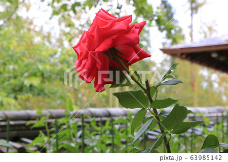 薔薇・松尾寺【奈良県大和郡山市】 63985142
