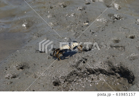 ヤマトオサガニ 63985157