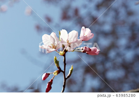 花 春の花 花びら 63985280
