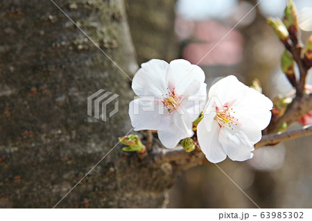 春の花 花 仁川大公園 63985302