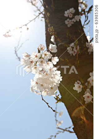 春の花 花 仁川大公園 63985306