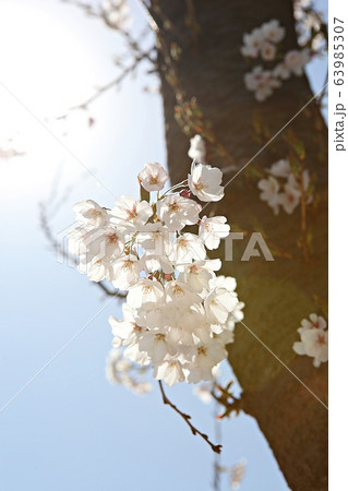 春の花 花 仁川大公園 63985307