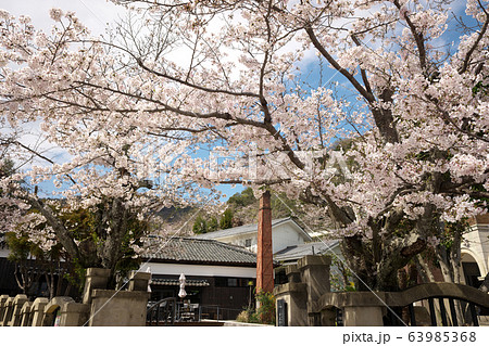 小京都龍野　満開の桜 63985368