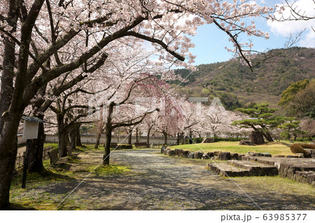 小京都龍野　満開の桜 63985377