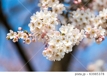 青空と一目千本桜 宮城県大河原町 青空と一目千本桜 宮城県大河原町 63985378