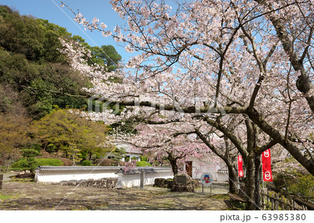 小京都龍野　満開の桜 63985380