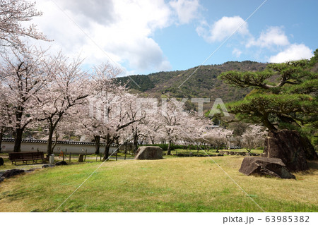小京都龍野　満開の桜 63985382
