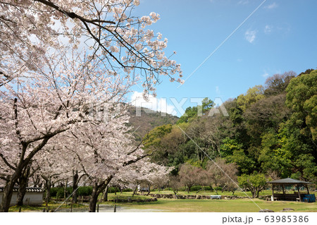 小京都龍野　満開の桜 63985386