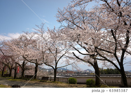 小京都龍野　満開の桜 63985387
