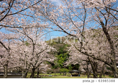 小京都龍野　満開の桜 63985388