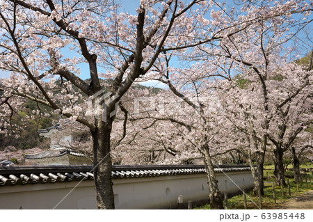 小京都龍野 満開の桜 小京都龍野 満開の桜 63985448