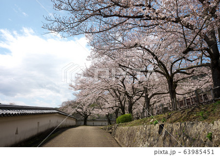 小京都龍野　満開の桜 63985451