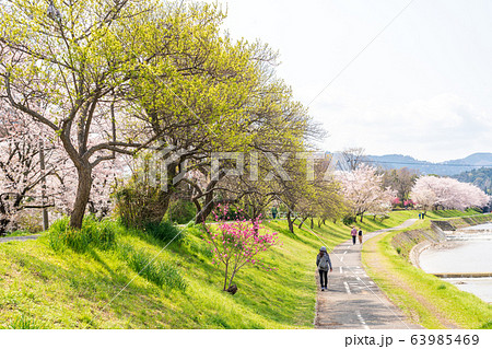 春の風景 東京都 八王子市 春の風景 東京都 八王子市 63985469