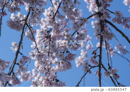 屋外 室外 自然 63985547