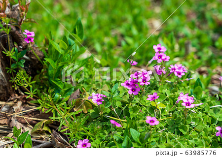 春の野の花　イモカタバミ 63985776