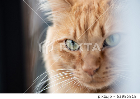 見つめる猫 63985818