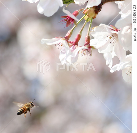 ミツバチと桜 ミツバチと桜 63986322