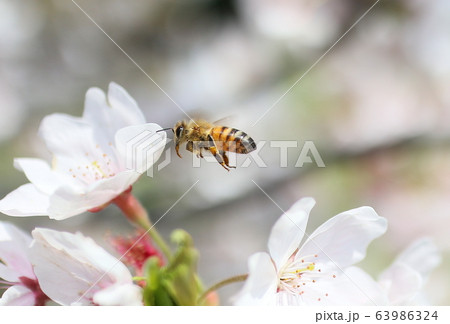 ミツバチと桜 ミツバチと桜 63986324